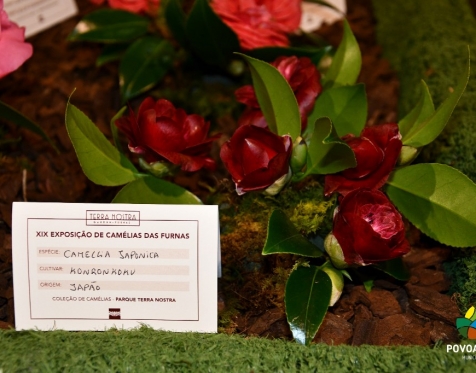 Exposição de Camélias_2023_44