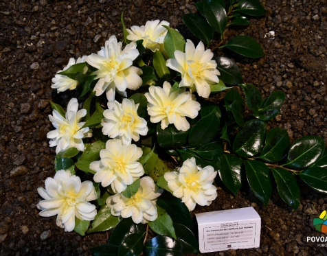 Exposição de Camélias_2023_49